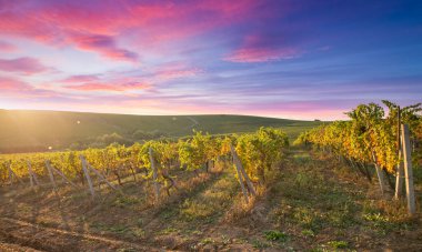Olgun Şaraplık üzüm Toskana, İtalya üzerinde. Güzel şarap çiftlik, üzüm bağı. Gün batımı ılık ışık