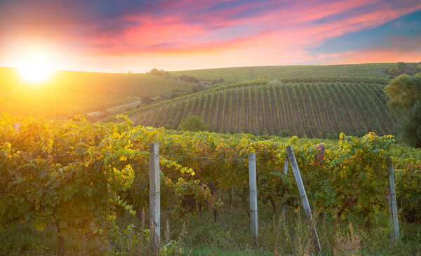 Ripe wine grapes on vines in Tuscany, Italy. Picturesque wine farm, vineyard. Sunset warm light