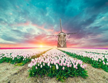 Lale çiftlikte dramatik bahar sahne. Renkli günbatımı Hollanda, Europe.