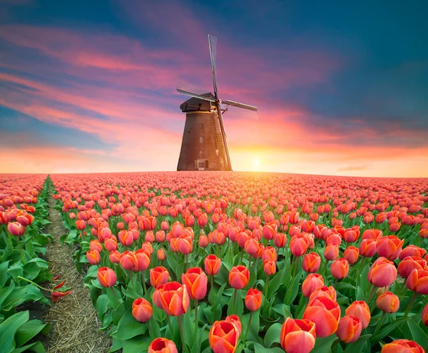 チューリップ農場で劇的な春のシーン オランダ ヨーロッパのカラフルな夕日 — ストック写真