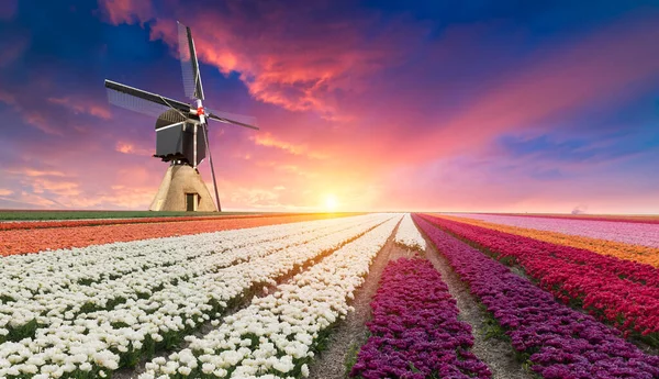 Scène Printanière Dramatique Sur Ferme Tulipes Coucher Soleil Coloré Aux — Photo