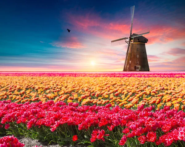 Драматическая Весенняя Сцена Тюльпановой Ферме Красочный Закат Нидерландах Европа — стоковое фото