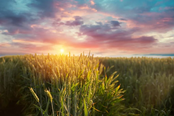 Coucher Lever Soleil Sur Champ Seigle Avec Des Oreilles Dorées — Photo