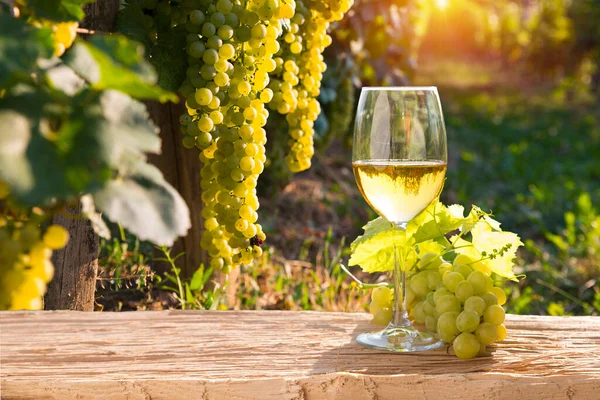 意大利托斯卡纳 奇安提著名葡萄园上的白葡萄酒和酒桶 高质量的照片 — 图库照片