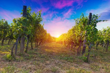 Toskana üzüm bağlarının üzerinde güzel bir günbatımı. - Evet. Yüksek kalite fotoğraf
