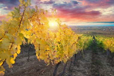 Toskana üzüm bağlarının üzerinde güzel bir günbatımı. - Evet. Yüksek kalite fotoğraf