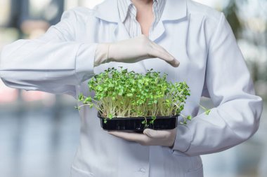 Koruyucu bir el hareketiyle laboratuvar asistanı bulanık bir arka planda tarımın filizlerini koruyor..