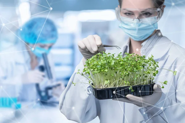 Investigación Vegetal Concepto Moderno Biotecnología Asistente Laboratorio Hace Investigación Con — Foto de Stock