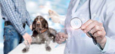 Köpek ve evcil hayvan hastalıklarının teşhisi ve tedavisi.