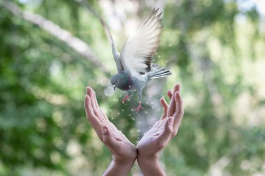 Umut ve barış kavramı.