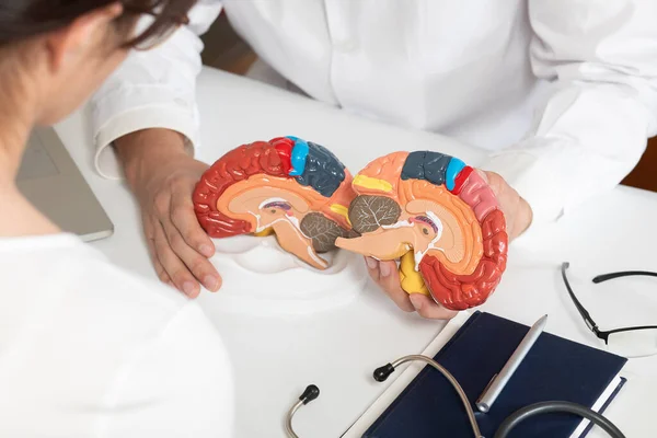 Doctor Showing Model Brain Function Patient Table Office — Stockfoto