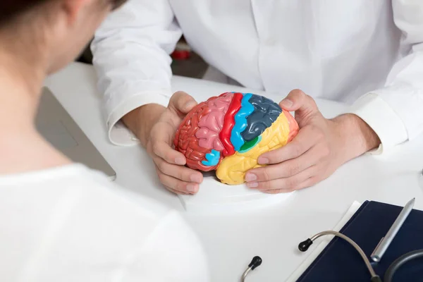 Doctor Showing Model Brain Functions Table Office — Stockfoto