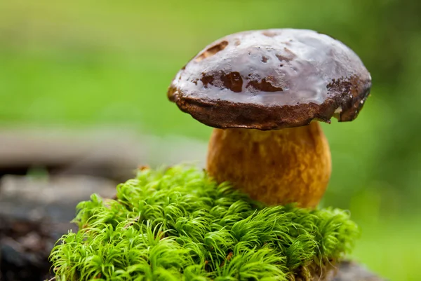 küçük porcini penny topuz mantar üzerinde yosun