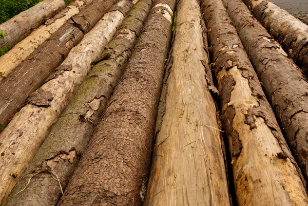 Fila de troncos de árvore — Fotografia de Stock