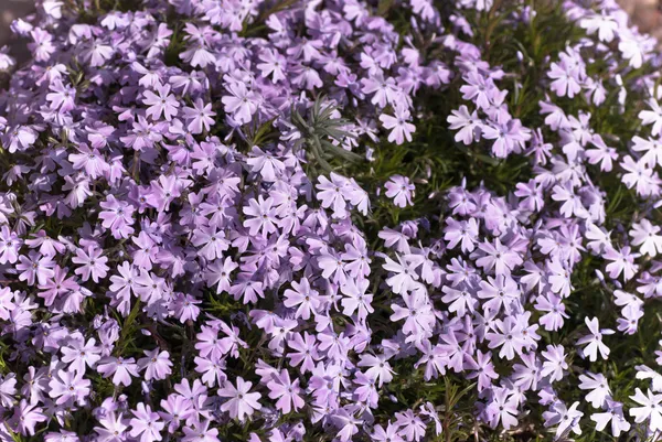 Lilas Phlox plante de literie en fleur — Photo