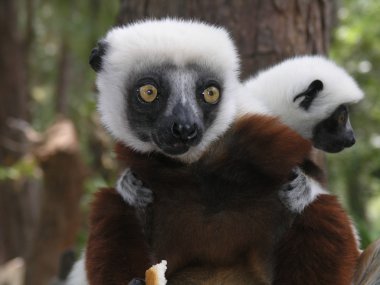 Lemur