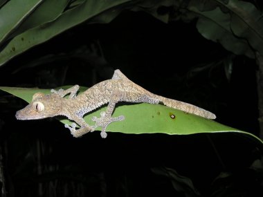 gri gecko