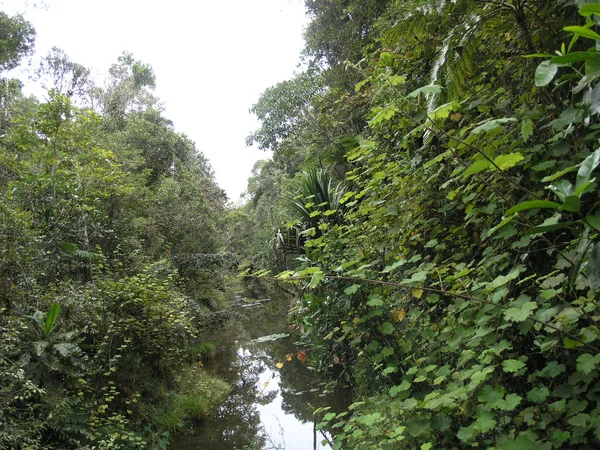 Beco baobab — Fotografia de Stock