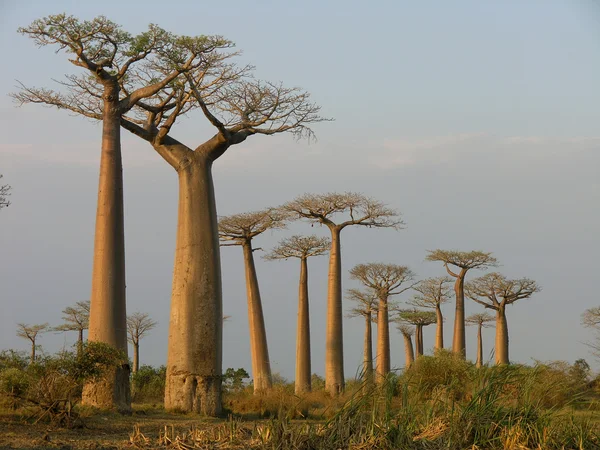 Allee-Baobab — Stockfoto