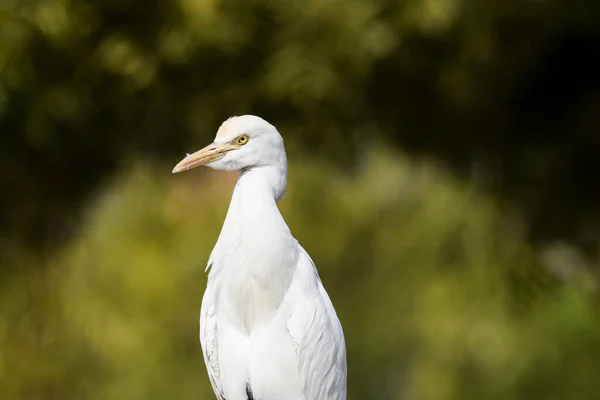 Beautiful Bird Cattle Egret Found Ahmedabad Gujarat India White Indian — Stock Photo, Image