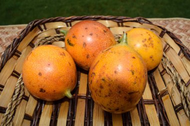Hasır sepette tutku meyveleri. Sarı çarkıfelek meyvesi. Nefis tutku meyvesi, tek başına avucunun içinde. Tutku meyvesi