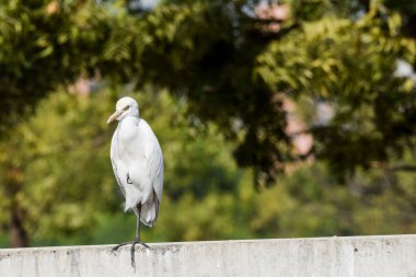 Egret 'in bulduğu güzel kuş sürüsü Ahmedabad, Gujarat, Hindistan' da. Beyaz Hintli kuş, güneşli bir günde, bulanık ağaçlarla, yeşil arka planla yakın plan.
