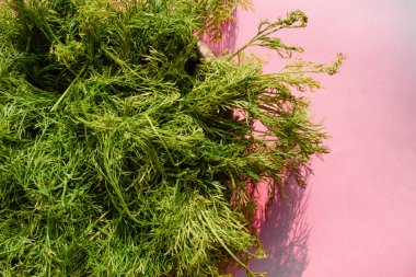 Dil yeşili yapraklı sebze, çiğ kış mevsimi özel sebzesi, Asya bitkisi, Hindistan veya Pakistan aromalı sebze gibi ince eğreltiotu. Pembe arkaplanda boş boşluklu Dil yaprakları