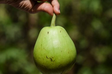 Yuvarlak tutan kadın, uzun armut şekilli şişe kabağı sebzesi. Taze toplanmış organik Doodhi veya Loki veya Lauki açık yeşil sebze