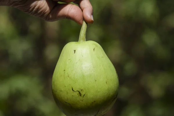 Female holding Round, elongated pear shaped Bottle gourd vegetable. Freshly harvested and plucked organic Doodhi or Loki or Lauki light green vegetable