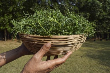 Yeşil yapraklı nohut yapraklı sebze yaprakları tutan bir kadın. Hassas chana civcivi bezelyesi ya da Bengal gram baklagil yaprakları hasır bambu sepetinde satılıyor.
