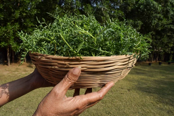 Yeşil yapraklı nohut yapraklı sebze yaprakları tutan bir kadın. Hassas chana civcivi bezelyesi ya da Bengal gram baklagil yaprakları hasır bambu sepetinde satılıyor.