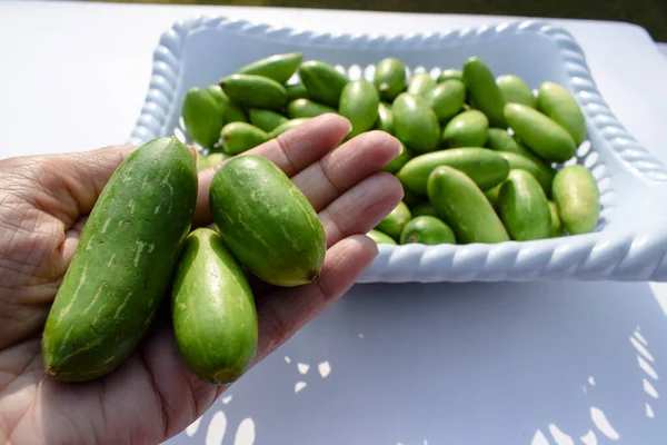 Vrouwelijke Holding Ivy Kalebas Scharlaken Kalebassen Bekend Als Tindora Ghola — Stockfoto