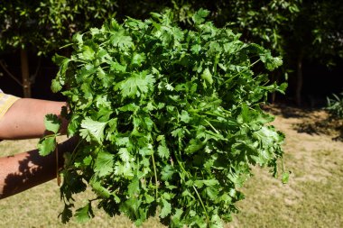 Taze koparılmış kökleri elinde tutan kadın kişniş taze yapraklar. Sebze pazarı. Bahçe arka planında Asya yeşili yapraklı sebzeler
