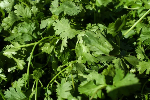 Korianderblad Moestuin Groene Bladgroenten Landbouwconcept Voor Achtergrond Stockafbeelding