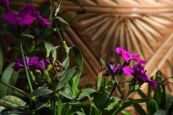 Bela Flor Dianthus Cacho Cor Rosa Folhas Verdes Púrpura Folhagem — Fotografia de Stock