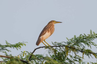 Gökyüzü arkaplanı olan bir ağaçta duran balıkçıl kuşu.
