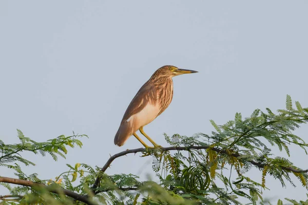 Gökyüzü arkaplanı olan bir ağaçta duran balıkçıl kuşu.