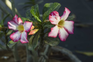 Açık pembe çiçek çölü Adenyum obesum, taklit açelya, impala zambağı, sabi yıldızı, arabicum, Apocynaceae çiçekli bitki, doğanın arka planında güneş ışığı