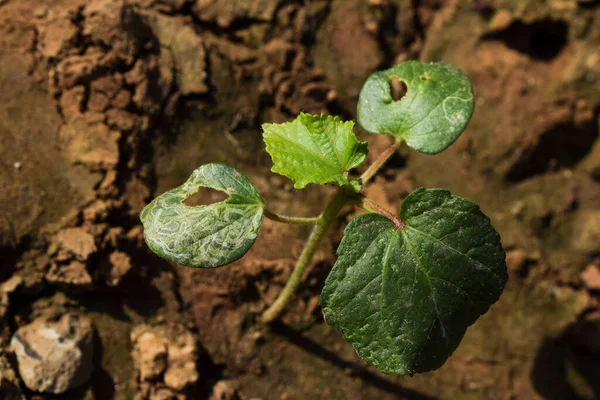 Beschädigter Schädling Infizierte Okra Blätter Oder Bhindi Blattspflanzen Pflanzenkrankheiten Weiße — Stockfoto