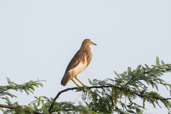 Gökyüzü arkaplanı olan bir ağaçta duran balıkçıl kuşu.
