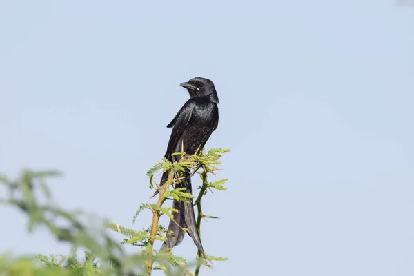 ブラック ドロンゴ Black Drongo Dicurus Maccercus アジアの鳥で カラス王とも呼ばれる とげの間の森の中のとげのある茂みの木に座っているドロンゴ — ストック写真