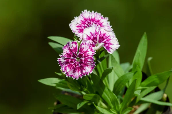 Růžový Květ Dianthus Zvaný Růžový Políbí Trvalou Rostlinu Dvojité Barvy — Stock fotografie