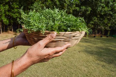 Yeşil yapraklı nohut yapraklı sebze yaprakları tutan bir kadın. Hassas chana civcivi bezelyesi ya da Bengal gram baklagil yaprakları hasır bambu sepetinde satılıyor.