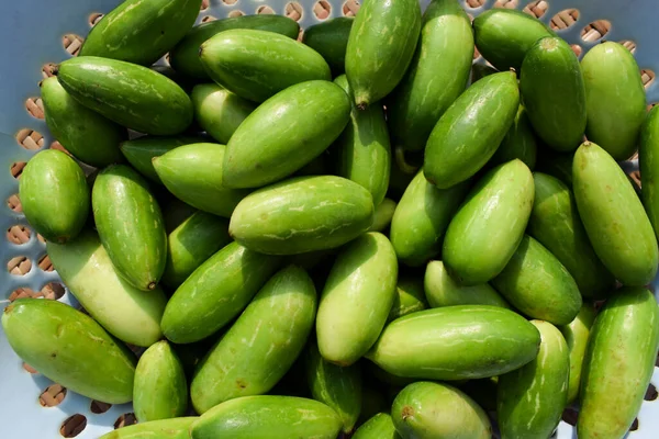 Stora Ivy Gourds Korgen Gröna Grönsaker Äkta Indien Odlas Tindora — Stockfoto