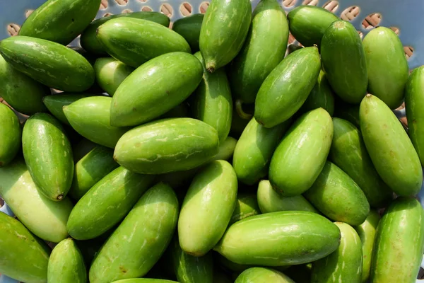 Ivy Gourd Scarlet Gourds Known Tindora Ghola Green Vegetables Tropical — Stock Photo, Image