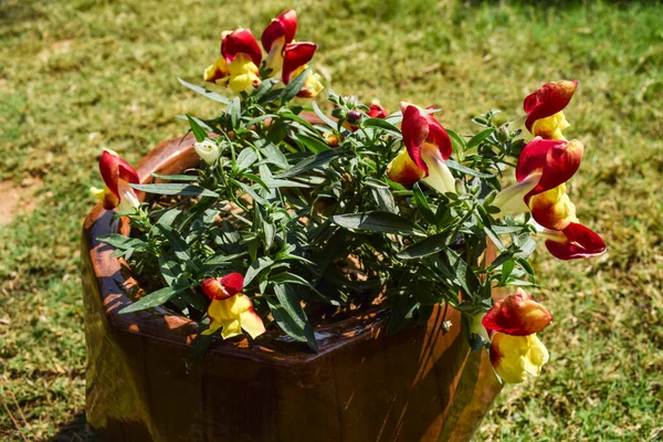Antirrhinum Majus Flores Chuveiros Florais Flores Vermelhas Amarelas Bicolor Cacho — Fotografia de Stock