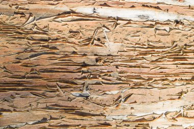 Kahverengi ahşap çatlak arka planı. Hasarlı ahşap masa çok fazla güneş ışığı, ısı ve açık havada yağmur iklimi nedeniyle pulları soyuyordu.
