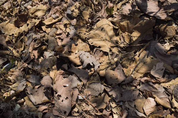 Hindistan 'daki Orman' da sonbahar mevsiminde kuru yapraklar yere düşer. Zeminde kurumuş kahverengi çürük yaprakları