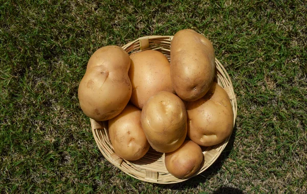 Fresh Potato Busket Fresh Organic Potatoes Field Harvesting Potatoes Soil — Foto de Stock