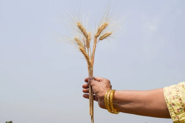 Wheat ears of dried wheat crop plant. Wheat stem isolated single harvesting in wheat fields